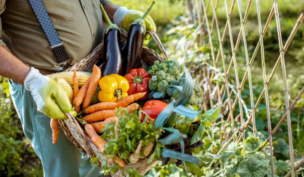 Man holding basket full of freshly picked up vegetables in the garden