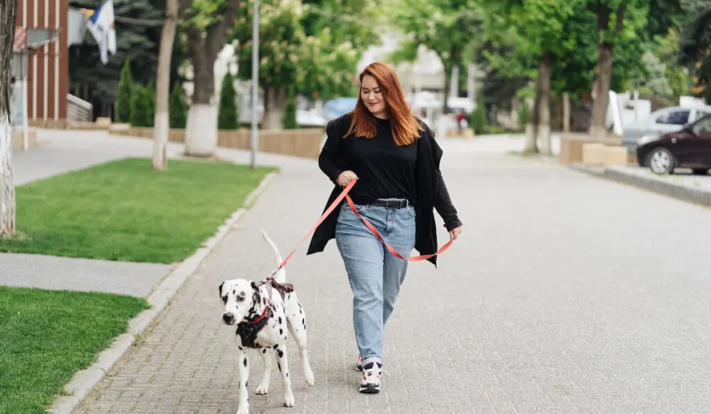 Woman spending time walking with her dalmatian dog at the street