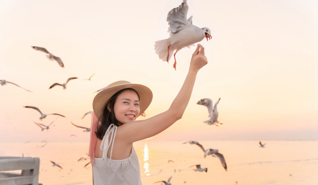 Young woman feeding seagulls with sunset sky background