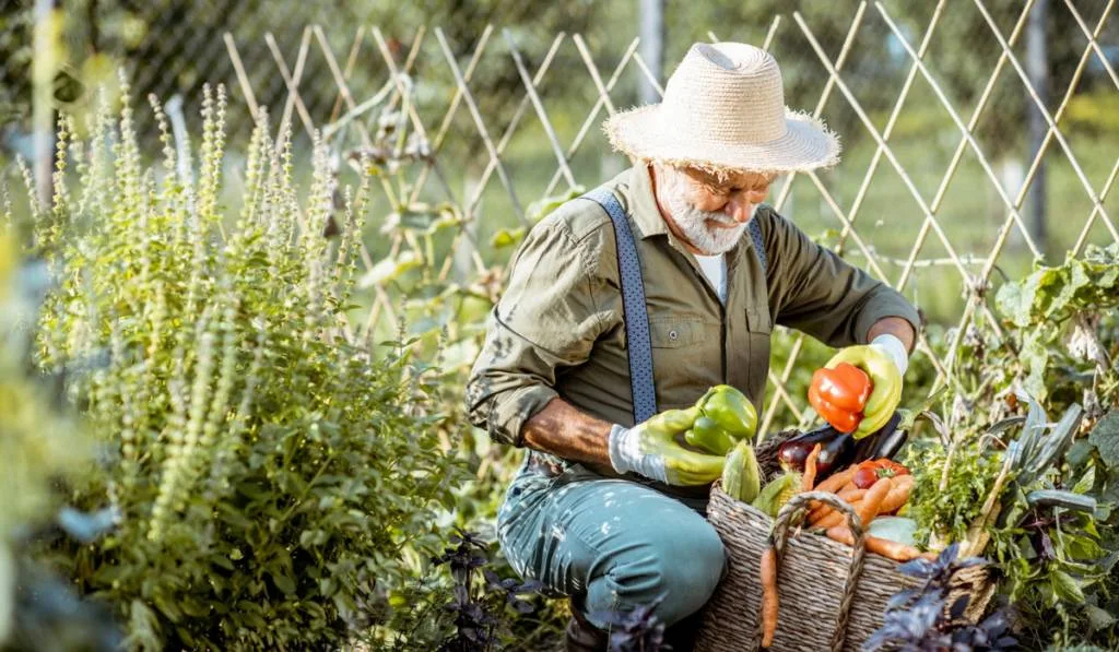  man working on an organic vegetable garden 